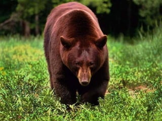 Летом ходит без дорогиЛетом ходит без дороги
Возле сосен и берёз,Возле сосен и берёз,
А зимой он спит в берлоге,А зимой он спит в берлоге,
От мороза прячет нос. От мороза прячет нос. 
Он в берлоге спит зимойОн в берлоге спит зимой
Под большущею сосной,Под большущею сосной,
А когда придёт весна,А когда придёт весна,
Просыпается от сна.Просыпается от сна.
 