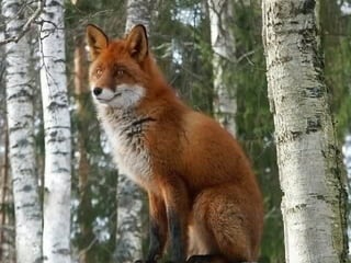 В лесу обитает, В лесу обитает, 
Дичью питается да вДичью питается да в
курятник забирается, курятник забирается, 
хитрым зверем называется.хитрым зверем называется.
 