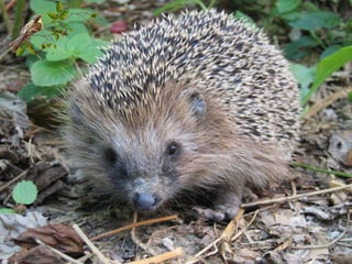 Он такой со всех сторон колючий,Он такой со всех сторон колючий,
Что на нем иголки просто кучей.Что на нем иголки просто кучей.
Он похож на маленькую горку.Он похож на маленькую горку.
Ищет он грибы и тащит в норку.Ищет он грибы и тащит в норку.
Носик у него курносый черный,Носик у него курносый черный,
А характер тихий, но упорный.А характер тихий, но упорный.
По траве он бродит без дорожек.По траве он бродит без дорожек.
Ты его не бойся. Это …Ты его не бойся. Это …
 