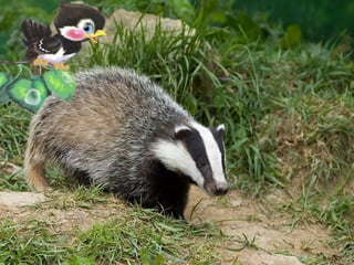 Роет норы он умелоРоет норы он умело
Знает, любит это дело.Знает, любит это дело.
Потому кроту и друг,Потому кроту и друг,
А зовут его …А зовут его …
 