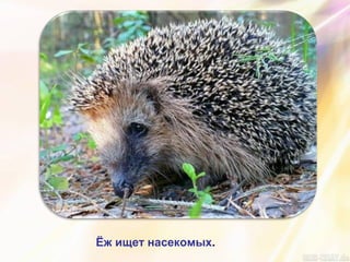 Ёж ищет насекомых.
 