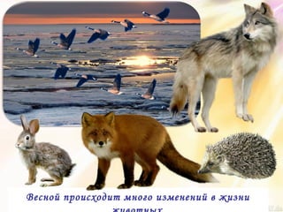Весной происходит много изменений в жизни
 