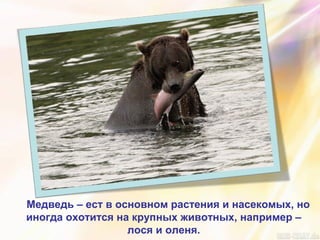 Медведь – ест в основном растения и насекомых, но
иногда охотится на крупных животных, например –
лося и оленя.
 