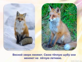 Весной звери линяют. Свою тёплую шубу они
меняют на лёгкую летнюю.
 
