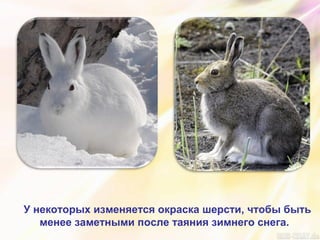 У некоторых изменяется окраска шерсти, чтобы быть
менее заметными после таяния зимнего снега.
 