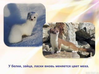 У белки, зайца, ласки вновь меняется цвет меха.
 
