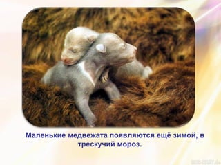 Маленькие медвежата появляются ещё зимой, в
трескучий мороз.
 