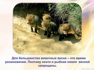 Для большинства животных весна – это время
размножения. Поэтому охота и рыбная ловля весной
запрещены.
 