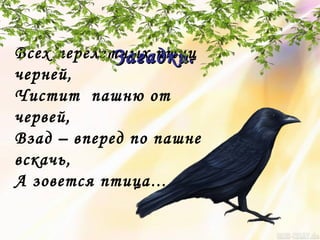 Всех перелетных птиц
черней,
Чистит пашню от
червей,
Взад – вперед по пашне
вскачь,
А зовется птица…
Загадки.Загадки.
 