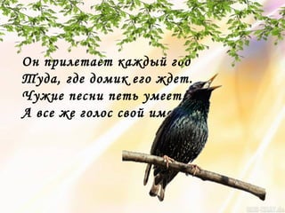 Он прилетает каждый год
Туда, где домик его ждет.
Чужие песни петь умеет,
А все же голос свой имеет.
 