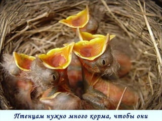 Птенцам нужно много корма, чтобы ониПтенцам нужно много корма, чтобы они
 