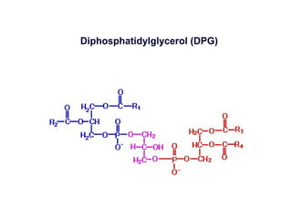 21. triacilgliceroles, fosfolipidos, biosintesis de acidos grasos. | PPT