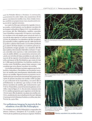 rante los Periodos Silurico y Devonico. A continuacion,
examinaremos los cidos vitales y las caracteristicas de las
plantas vasculares sin semillas vivas. Estos «fosiles vivien-
tes» tambien nos proporcionan visos atractivos de la evo-
lucion de los vegetales terrestres.
Son cuatro los fIlos que contienen los vegetales vivos re-
lacionados, evolutivamente, con las plantas vasculares de
los bosques carboniferos (Figura 21.6). Los miembros su-
pervivientes del filo Psilotophyta, tambien conocidos
como Psilot6fitos, comprenden 142 especies y son las plan-
tas vasculares vivas mas simples, pues carecen de rakes. La
mayoria de estas especies se conocen comunmente con el
nombre de psilotaceas. Los miembros del filo Lycophyta,
denominados Licofitos, engloban mas de 1.000 especies de
Iicopodios y plantas relacionadas. Los Licofitos producen
gran numero de hojas simples y en ocasiones, parecen su-
perficialmente musgos grandes. Los miembros del filo
Sphenophyta, denominados Esfenofitos, induyen 15 espe-
cies conocidas como equisetos, 0 mas comunmente como
colas de caballo, debido a su caracteristica estructura arti-
culada con verticilos de hojas aciculadas en cada nudo. La
mayoria de las especies vivas de plantas vasculares sin se-
millas pertenecen al fIlo Pteridophyta, que consta de mas
de 11.000 especies de helechos. Los helechos, tambien co-
nocidos como Pterid6fitos, poseen hojas mayores y mas
complejas que otras plantas vasculares sin semillas.
Las pruebas moleculares recientes sugieren que los Psi-
lot6fitos, Esfen6fitos y Pterid6fitos son las plantas vascu-
lares sin semillas mas estrechamente relacionadas con las
plantas con semillas. Algunos botanicos proponen una re-
clasificaci6n que reconoceria unicamente dos grupos prin-
cipales de plantas vasculares sin semillas: el filo Lycophy-
ta, que evolucion6 de los Zoster6fitos, y un nuevo filo (0
probablemente un subreino) que induye el resto de las
plantas vasculares sin semillas, que evolucionaron a par-
tir de los Trimer6fitos, como 10 hicieron las plantas con se-
millas (wEase la Figura 21.2). En este texto, tomamos nota
de los cambios propuestos, pero seguimos con la descrip-
ci6n de cuatro filos de plantas vasclliares sin semillas exis-
tentes, pendientes de una redasificacion formal. Ademas,
en gran parte de la literatllra botanica se lltiliza esta dasi-
ficaci6n de cuatro filos.
Las psilotaceas integran la mayoria de los
miembros vivos del filo Psilotophyta
Los miembros vivos del filo Psilotophyta comprenden dos
generos: Psilotum y Tmesipteris (la T es muda). La gran
mayoria de las psilotaceas pertenecen al genero Psilotum,
CAP fT U L 0 2 1 • Plantas vasculares sin semillas
(a) EI filo Psilotophyta comprende las psilotaceas, como Psilotum
nudum.
(b) EI filo Lycophyta incluye los licopodios, as! como las selaginelas
y los isoetes.
(e) EI filo Sphenophyta consta
de equisetos 0 colas de caballo,
como Equisetum arvense.
(d) EI filo Pteridophyta engloba
los helechos, como Dryopteris
affinis.
Wilii'}" Plantas vasculares sin semillas actuales.
 