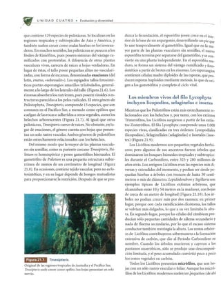 f
U N I DAD C U AT R 0 • Evoluci6n y diversidad
que contiene 129 especies de psilotaceas. Se localizan en las
regiones tropicales y subtropicales de Asia y America, y
tambien suelen crecer como malas hierbas en los inverna-
deros. En muchos sentidos, las psilotaceas se parecen a los
f6siles de Rini6fitos, pues poseen sistemas del vastago ra-
mificados con protostelas. A diferencia de otras plantas
vasculares vivas, carecen de rakes u hojas verdaderas. En
lugar de estas, el tallo posee pequenas alitas no vasculari-
zadas, con forma de escamas, denominadas enaciones (del
latin, enatu5, «sobresalir»). Los espigados tallos fotosinte-
ticos portan esporangios amarillos trilobulados, general-
mente a 10 largo de los laterales del tallo (Figura 21.6). Los
rizomas absorben los nutrientes, pues poseen rizoides 0 es-
tructuras parecidas a los pelos radicales. El otro genero de
Psilotophyta, Tmesipteris, comprende 13 especies, que son
comunes en el Pacifico Sur, a menudo como epifitos que
cuelgan de las rocas 0 adheridos a otros vegetales, como los
helechos arborescentes (Figura 21.7). AI igual que otras
psilotaceas, Tmesipteris carece de rakes. No obstante, en lu-
gar de enaciones, el genero cuenta con hojas que presen-
tan un solo rastro vascular. Ambos generos de psilot6fitos
estan estrechamente relacionados con los helechos.
Del mismo modo que la mayor de las plantas vascula-
res sin semillas, como su pariente cercano Tmesipteris, Psi-
lotum es homosp6rico y posee gamet6fitos bisexuales. El
gamet6fito de Psilotum es una pequena estructura subte-
rranea de menos de un centimetro de longitud (Figura
21.8). En ocasiones, contiene tejido vascular, pero no es fo-
tosintetico, y en su lugar depende de hongos mutualistas
para proporcionarse la nutrici6n. Despues de que se pro-
mllifdM Tmesipteris.
Original de las regiones tropieales de Australia y el Pacifico Sur,
Tmesipteris suele ereeer eomo epifito. Sus hojas presentan un solo
nervlO.
duzca la fecundaci6n, el espor6fito joven crece en el inte-
rior de la base de un arquegonio, desarrollando un pie que
10 une temporalmente al gamet6fito. Igual que en la ll1a-
yor parte de las plantas vasculares sin semillas, el nuevo
espor6fito termina por separarse del gamet6fito, y se con-
vierte en una planta independiente. En el espor6fito ll1a-
duro, se forma un sistema del vastago ramificado y foto-
sintetico a partir de brotes en los rizomas. Los esporangios
contienen celulas madre diploides de las esporas, que pro-
ducen esporas haploides mediante meiosis, 10 que da ori-
gen a los gamet6fitos y completa el ciclo vital.
Los miembros vivos del filo Lycophyta
incluyen licopodios, selaginelas e isoetes
Mientras que los Psilot6fitos estan mas estrechamente re-
lacionados con los helechos y, por tanto, con los extintos
Trimer6fitos, los Lic6fitos surgieron a partir de los extin-
tos Zoster6fitos. El filo Lycophyta comprende unas 1.000
especies vivas, clasificadas en tres 6rdenes: Lycopodiales
(licopodios), Selaginellales (selaginelas) e Isoetales (isoe-
tes) (Figura 21.9).
Los Lic6fitos modernos son pequenos vegetales herba-
ceos; pero algunos de sus ancestros fueron arboles que
dominaron los bosques humedos tropicales y subtropica-
les durante el Carbonifero, entre 325 y 280 millones de
anos atras. Los antiguos Lic6fitos eran las especies mas di-
versas y extendidas del momento, y podian ser desde pe-
quenas hierbas a arboles con troncos de hasta 30 centi-
metros 0 mas de diametro. Lepidodendron y Sigillaria son
ejemplos tipicos de LicOfitos extintos arb6reos, que
alcanzaban entre 10 y 54 metros en la madurez, con hojas
de cerca de un metro de longitud (Figura 21.10). Los ar-
boles no podian crecer mas por dos razones: en primer
lugar, porque con cada ramificaci6n dic6toma, los tallos
se volvian mas delgados, 10 que a su vez limitaba la altu-
ra. En segundo lugar, porque las celulas del cambium pro-
ducian s610 pequenas cantidades de xilema secundario y
nada de floema secundario, por 10 que el escaso sistema
conductor tambien restringia la altura. Los restos arb6re-
os de Lic6fitos contribuyeron sobremanera a la formaci6n
extensiva de carb6n, que dio al Periodo Carbonifero su
nombre. Cuando los arboles murieron y cayeron a los
pantanos anaer6bicos, s610 se produjo una descomposi-
ci6n limitada, y el peso acumulado convirti6 poco a poco
los restos vegetales en carb6n.
Todos los Lic6fitos presentan micr6filos, que son ho-
jas con un s610 rastro vascular 0 foliar. Aunque los micr6-
filos de los Lic6fitos modernos suelen ser pequenos (de ahi
 