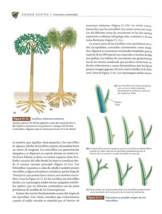 U N I DAD C U AT R 0 • Evoluci6n y diversidad
Figura 21.10. Lic6fitos arb6reos extintos.
Muchas especies de arboles gigantes, como (a) Lepidodendron y
(b) Sigillaria, dominaron los pantanos y cienagas del Periodo
Carbonifero. Algunas especies alcanzaron hasta 45 m de altitud.
su nombre, que significa «hoja pequefia»), los micr6filos
de algunos arboles de Lic6fitos extintos alcanzaban hasta
un metro de longitud. Los micr6filos son generalmente
alargados y se disponen en espiral, ademas no existen in-
tersticios foliares; es decir, no existen rupturas entre el ci-
lindro vascular del tallo donde las hojas se ramifican des-
de el sistema vascular principal (Figura 21.11a). Los
Esfen6fitos (equisetos 0 colas de caballo) tambien poseen
micr6filos, y algunos botanicos consideran que las hojas de
Tmesipteris, que poseen haces unicos, son tambien micr6-
filos (vease la Figura 21.7). En los Lic6fitos, los micr6filos
fertiles con esporangios suelen formar pequefios estr6bi-
los (pifias), que no deberian confundirse con las piilas
portadoras de semillas de las Gimnospermas.
Existen dos teorias fundamentales acerca del origen de
los micr6filos. Una visi6n considera que evolucionaron
cuando el tejido vascular se extendi6 por el interior de
enaciones existentes (Figura 21.11b). La visi6n contra_
puesta dice que los micr6filos son ramas cortas que resul-
tan del diferente ritmo de crecimiento en las dos ramitas
superiores, 0 telomas (del griego telos, «extremo»), de una
rama dic6toma (Figura 2Ulc).
La mayor parte de los Lic6fitos vivos pertenecen al or-
den Lycopodiales, conocidos comunmente como licopo-
dios. Algunos se encuentran en latitudes templadas, pero la
mayoria de las 200 especies son tropicales, y muchas de elias
son epifitas. Los habitos de crecirniento son generalmente
los de un rizoma ramificado que produce estructuras ra-
dicales subterraneas y ramas fotosinteticas, que los hacen
parecer musgos gigantes. El cido vital es similar al de Psilo-
tum (vease la Figura 21.8). Los esporangios suelen encon-
(a) Los micr6filos son hojas pequenas
con un unico rastro vascular.
Abandonan la estela en ausencia
de intersticio foliar.
Rastro
foliar
(b) La teoria de la enaci6n sostiene que los micr6filos se desarrollaran
cuando un rastra vascular se extendi6 gradualmente por el
interior de una enaci6n, un alita de tejido no vascular.
(e) De acuerdo con la teoria telomatica, los micr6filos evolucionaron
como resultado de la reducci6n de los telomas existentes.
Figura 21.11. Estructura y posible origen de los
micr6filos.
 