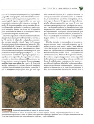 trarse en la cara superior de los espor6filos (hojas fertiles),
que pueden estar agrupadas, formando estr6bilos. Las es-
poras son homosp6ricas y germinan en gamet6fitos bise-
xuales. Segun la especie, los gamet6fitos son unas veces
fotosinteticos y otras son subterra.neos, en cuyo caso de-
penden de hongos mutualistas para su nutrici6n. Los ga-
met6fitos pueden tardar anos en madurar y pueden pro-
ducir espor6fitos durante mas de un ano. EI espor6fito
joven se desarrolla en la base de un arquegonio, antes de
convertirse en una planta independiente.
El orden Selaginellales contiene solamente una familia
(Selaginellaceae) y un genero (Selaginella). La mayoria de
las 700 especies de Selaginella, 0 selaginelas, vive en me-
dios tropicales humedos (vease la Figura 21.9b); aunque
algunas viven en regiones aridas, como la desertica Sela-
ginella lepidophylla (Figura 21.12). A diferencia de los li-
copodios y casi todas las otras plantas vascuiares sin se-
millas, las especies de Selaginella son heterosp6ricas, pues
producen microsporas y megasporas (Figura 21.13). En el
interior de cada estr6bilo, los esporangios aparecen en la
superficie de los espor6filos. Los espor6filos con micros-
porangios se denominan microsporoftlos, mientras que
los que contienen megasporangios se denominan megas-
poroftlos (macrosporoftlos). Las especies de Selaginella
tambien se distinguen de casi todo el resto de las plantas
vasculares sin semillas en el desarrollo del gamet6fito, el
cual es endosporico, 10 que quiere decir que tiene lugar
CAP fT U L 0 2 1 • Plantas vasculares sin semi lias
basicamente en el interior de la pared de la espora. En
otras plantas vasculares sin semillas, como en los Bri6fi-
tos, el crecimiento del gamet6fito es exosporico, esto es,
tiene lugar en el exterior de la pared de la espora. En Sela-
ginella, cada microgamet6fito, que consta de poco mas
que espermatozoides, crece en el interior de una micros-
pora y, al alcanzar la madurez, los libera. Entre tanto, cada
megagamet6fito maduro rompe la pared de la megaspo-
ra, exponiendo los arquegonios, que necesitan de agua
para la fecundaci6n.Tras la fecundaci6n, el espor6fito jo-
yen se encuentra primeramente unido al megagamet6fi-
to, pero termina por convertirse en una planta indepen-
diente.
El orden Isoetales, cuyos miembros se conocen co-
munmente como isoetes, comprende solamente una fa-
milia (Isoetaceae) y un genero (Isoetes) (vease la Figura
21.9c). Las 60 especies de isoetes, estrechamente relacio-
nadas con Lepidodendron y otros arboles de Lic6fitos del
Periodo Carbonifero, son los unicos Lic6fitos vivos con
cambium vascular. A diferencia de sus parientes extintos,
los isoetes no son grandes y poseen un cormo expandido
(tallo subterraneo), que produce rakes y micr6filos en
forma de quilla, los cuales pueden convertirse todos en es-
por6filos. AI igual que Selaginella, los isoetes son hete-
rosp6ricos, y se forman microsporangios y megasporan-
gios en la cara superior de las hojas, cerca de su uni6n al
tallo. Los isoetes habitan en areas que, durante parte 0
Figura 21 .12. Se/aginel/a /epidophyl/a, la planta de la resurrecci6n.
Mientras que la mayoria de las especies de Selaginella habita en regiones tropicales humedas, Selaginella lepidophylla vive en los aridos
desiertos del suroeste de Estados Unidos. Su nombre comLm alude biblicamente a su capacidad de revivir y recuperar la fotosintesis tras una
lluvia. Estas fotograflas muestran al misl110 individuo en estado seco y tras la rehidrataci6n.
 