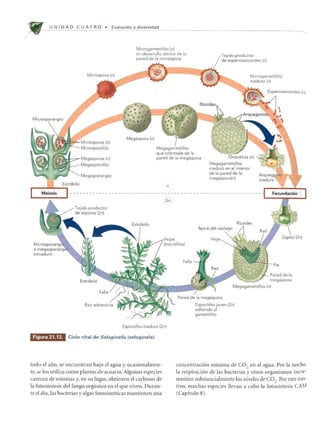 U N IDA 0 C U AT R 0 • Evoluci6n y diversidad
MicrogalTlet6fito (n)
en desarrollo dent ro de la
pared de la lTlicrospora
Tejido productor
de esperlTlatozoides (n)
Megaspora (n)
M icrogaITl et6fito
lTladuro (n)
EsperlTlatozoides (n)
MegagalTlet6fito
~_=--Megasporas (n)
que sobresale de la
pared de la lTlegaspora
o lTlegasporan
inlTladuro
Figura 21.13.
Megasp6rofilo
Megasp6rangio
Tejido productor
de esporas (2n)
Rafz adventicia
Espor6fito lTladuro (2n)
Cicio vital de SeiagilJella (selaginela).
todo el ano, se encuentran bajo el agua y, ocasionalmen-
te, se los utiliza como plantas de acuario. Algunas especies
carecen de estomas y, en su lugar, obtienen el carbono de
la fotosintesis del fango organico en el que viven. Duran-
te el dia, las bacterias y algas fotosinteticas mantienen una
n
MegagalTlet6fito
lTladuro en el interior
de la pared de la
lTlegaspora(n)
Apice del vastago
Hoja
Pie
lTlegaspora
MegagalTlet6fito (n)
Pared de la lTlegaspora
Espor6fito joven (2n)
adherido al
galTlet6fito
concentraci6n minima de CO2
en el agua. Por la noche,
la respiraci6n de las bacterias y otros organismos incre-
mentan substancialmente los niveles de CO,. Por este 1110-
tivo, muchas especies llevan a cabo la fot;sintesis CAM
(Capitulo 8).
 