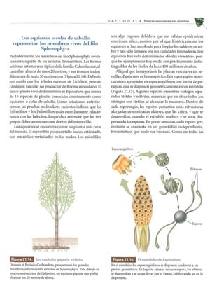 Los equisetos 0 colas de caballo
representan los miembros vivos del £ilo
Sphenophyta
Probablemente, los miembros del fIlo Sphenophyta evolu-
cionaran a partir de los extintos Trimer6fitos. Las formas
arb6reas extintas eran tipicas de la familia Calamitaceae, al-
canzaban alturas de unos 20 metros, y sus troncos tenian
diametros de hasta 30 centimetros (Figura 21.14). Del mis-
mo modo que los arboles extintos de Lic6fitos, poseian
cambium vascular no productor de floema secundario. El
unico genero vivo de Esfen6fitos es Equisetum, que consta
de 15 especies de plantas conocidas comunmente como
equisetos 0 colas de caballo. Como seiialamos anterior-
mente, las pruebas moleculares recientes indican que los
Esfen6fitos y los Psilot6fitos estan estrechamente relacio-
nados con los helechos, 10 que da a entender que los tres
grupos deberian encontrarse dentro delmismo fIlo.
Los equisetos se encuentran entre las plantas mas raras
del mundo. El espor6fito posee un tallo hueco, articulado,
con micr6filos verticilados en los nudos. Los micr6filos
Figura 21.14. Un equiseto gigante extinto.
Durante el Periodo Carbonifero, prosperaron los grandes
miembros arborescentes extintos de Sphenophyta. Este dibujo es
.lI1a reconstruccion de Calamites, un equiseto gigante que podia
llcanzar los 20 metros de altura.
CAP f T U L 0 2 1 • Plantas vasculares sin semi lias
son algo rugosos debido a que sus celulas epidermicas
contienen silice, motivo por el que hist6ricamente los
equisetos se han empleado para limpiar los calderos de co-
bre y han sido famosos por sus cualidades limpiadoras. Los
equisetos han sido denominados «f6siles vivientes», por-
que los ejemplares de hoy en dia son practicamente indis-
tinguibles de los f6siles de hace 400 millones de aiios.
Al igual que la mayoria de las plantas vasculares sin se-
millas, Equisetum es homosp6rico. Los esporangios se en-
cuentran agrupados en esporangiMoros con forma de pa-
raguas, que se disponen geometricamente en un estr6bilo
(Figura 21.15). Algunas especies presentan vastagos sepa-
rados fertiles y esteriles, mientras que en otras todos los
vastagos son fertiles al alcanzar la madurez. Dentro de
cada esporangio, las esporas presentan unas estructuras
alargadas denominadas elateres, que las cifien, y que se
desenrollan, cuando el estr6bilo madura y se seca, dis-
persando las esporas. En pocas semanas, cada espora ger-
minante se convierte en un gamet6fito independiente,
fotosintetico, que suele ser bisexual. Como en todas las
Esporangi6foro
I
,
Figura 21.15. EI estrobilo de Equisetum.
En el estrobilo, los esporangiOforos se disponen conforme a un
patron geometrico. En la parte externa de cada espora, los elateres
se desenrollan y se dejan llevar por el viento, colaborando asi en la
dispersion.

 