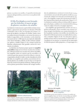 U N I DAD C U AT R 0 • Evolucion y diversidad
plantas vasculares sin semillas, el espor6fito termina por
separarse del gamet6fito y convertirse en una planta inde-
pendiente.
EI filo Pteridophyta esta formado
pOl' los helechos, el may o r grupo
de plantas vasculares sin semillas
Los helechos evolucionaron a partir de los extintos trime-
r6fitos y aparecieron por primera vez durante el Periodo
Carbonifero. Hoy en dia, son el grupo mas exitoso yex-
tenso de las plantas vasculares sin semillas. Suelen crecer
en medios terrestres humedos y, con menor frecuencia, se
hallan en agua dulce, en las montaiias y en los desiertos.
La mayorfa de las 11.000 especies son tropicales adaptadas
a los dimas hllmedos y dlidos. El filo contiene trepado-
ras, epffitos y arboles (Figura 21.16), aunque induso los
helechos arborescentes mas grandes carecen de creci-
miento secundario.
Los helechos son el primer grupo vegetal con megafllos
(macrofllos), hojas con un sistema vascular muy ramifica-
do, a diferencia de la traza vascular lmica de los micr6filos.
Los megafilos suelen ser mayores que los micr6filos y, al
contrario que estos, poseen intersticios foliares 0 areas pa-
renquimaticas donde el tejido vascular abandona la estela
del tallo. Los megafilos son tambien caracteristicos de to-
das las plantas con semillas, 10 que los hace ser el tipo de
hoja mas comlin en las plantas modernas. Dado que las pri-
meras plantas presentaban sistemas del vastago ramifica-
Figura 21.16. Helechos arborescentes.
En los Tr6picos, muchas especies de helechos arborescentes, que
alcanzan hasta 6 metros de altura, crecen como vestigios de los
bosques de helechos arborescentes tipicos de la Era Mesozoica.
dos, los paleobotanicos sostienen la teoria de que l1111chas
caracteristicas estructurales de las plantas modernas se de-
rivaron de cambios en el ritmo de crecimiento de los telo-
mas, y los megafilos surgian de la formaci6n de tejido fo-
liar conector de lossistemas de ramificaci6n (Figura 21.17).
Los botanicos tambien atribuyen el desarrollo de esporan-
gios en las hojas a cambios en el crecimiento de los telomas
(vease el cuadro Evaluci6n en la pagina siguiente).
Los l11egafilos, que generall11ente cuentan con una Sll-
perficie mas grande y haces vasculares mas extensos, po-
drian otOt"gar a los helechos una ventaja fotosintetica so-
bre las plantas vasculares sin semillas con micr6filos. Las
hojas de los helechos presentan un al11plio abanico de for-
mas y tamaiios (Figura 21.18). En unas pocas especies,
pueden induso volverse l11eristematicos y desarrollar nue-
vas plantas en sus puntas. La mayoria de los esporangios
de helechos poseen ta110s pequeiios, y el esporangio en sf
Nervios
Intersticio
fol iar
Estructura del megafilo
Evoluci6n
del megafilo
Figura 21.17. Estructura y p osible origen
de los megatilos.
Megafilo
Los helechos son las (lllicas plantas vasculares sin sem illas que
poseen megafilos, hojas con mas de un rastro foliar, que talllbien
aparecen en todas las plantas con selllillas. Probablemente se
formaron a partir de ram3Sdic6tolllas planas en las que los
espacios fueronllemindose gradualmente de tejido.
 