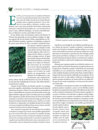 /
U N I DAD C U AT R 0 • Evoluci6n y diversidad
E
n 1851, en el transcurso de sus estudios de Botinica
cerca de Concord, Massachusetts, Henry David Tho-
reau, autor de Walden, descubri6 un extraoo helecho
trepador nativo, Lygodium palmatum. «Es un hele-
cho de 10 mas esbelto y delicado», escribi6, «enre-
dandose como [una1parra alrededor de las duIces andr6medas
racimosas yvaras de oro de la pradera, etc., con una altura de un
metro 0 mas, y dificil de distinguir... Es nuestro mas bello hele-
cho, y es ideal para coronas y guirnaldas. Es unico».
En los ultimos aoos, dos parientes ex6ticos del helecho de
Thoreau han planteado un serio problema ecol6gico en algu-
nas regiones del sur de Estados Unidos, especialmente en Flo-
rida. El helecho trepador Lygodium microphyllum, originario
de ciertas zonas del sur de Asia y Australia, y el helecho trepa-
Lygadium papanicum.
dor japollt's Lygodium japonicum
se introdujeron en Estados Unidos
como plantas de horticultura para
macetas colgantes. Mas tarde se es-
caparon de los cultivos y se convir-
tieron en piagas ex6ticas. AI igual
que muchas especies introducidas,
estos helechos asi<iticos crecen bien
porque no se topan con demasia-
das restricciones de crecimiento
en su nueva ubicaci6n geogratica.
Crecen con rapidez y extienden sus
esporas con el viento, las cuales
pueden ser transportadas a una
distancia de 64 kil6metros 0 mas.
Actualmente, estos resistentes he-
lechos cubren mas de 16.000 hectareas en el sur de Florida, y
en seis aoos han multiplicado su area por 100, sobreviviendo a
inundaciones y sequias.
Aunque de gran belleza, los helechos pueden ser verdugos
para otros vegetales, cubriendolos y formando masas de hasta 60
centimetros de grosor. Matan a los otras plantas privandolas de
la luz 0 cubriendolas de una masa vertical, haciendo incluso que
algunos arboles caigan por el peso. Las lianas, que son en realidad
hojas trepadoras, pueden aIcanzar hasta 30 metros de longitud,
actuando en ocasiones como escaleras de fuego que lIevan rapi-
damente las llamas hacia los arboles secos y muertos. Las masas
de helechos se desprenden con facilidad durante los incendios,
con 10 que transportan las llamas hacia nuevos parajes y pueden
ocasionar la destrucci6n de valiosos bosques.
Para controlar la expansi6n de estos helechos, los cientificos
australianos investigan los insectos como posibles agentes biol6-
gicos de control. Entre ellos se encuentra un minador de hojas,
que excava tlmeles en estas y termina por matarlas. La introduc-
ci6n de este escarabajo podria ayudar a controlar la expansi6n de
Lygodiwn, pero podria tambien tener otras consecuencias no in-
tencionadas, como un ataque del escarabajo a las plantas nativas.
El helecho Lygadium invade unos cipreses en Florida.
Lygodium es un ejemplo de un problema mundial que afec-
ta a cientos de especies. Cuando, accidental 0 intencionada-
mente, el ser humano introduce vegetales ex6ticos en un lugar
nuevo, estos suelen encontrarse con nuevos medios que no son
aptos para su crecimiento y reproducci6n. Sin embargo, pueden
darse graves problemas ecol6gicos si el nuevo enclave se de-
muestra ideal para la especie ex6tica, en terminos de condicio-
nes de crecimiento y ausencia de competencia, enfermedades y
herbivoros.
Mientras que Lygodium puede ser un helecho molesto en al-
gunos medios, otro helecho desempeoa un papel productivo en
la agricultura. El helecho acu<itico Azolla forma una asociaci6n
mutualista con una cianobacteria, Anabaena azollae, que vive
en las cavidades situadas en el enves de las hojas. Anabaenafija ni-
tr6geno del aire para hacerlo utilizable para las plantas. En los
campos de anoz, se suele utilizar Azolla por el nitr6geno que
aporta y porque ensombrece, de manera efectiva, las malas hier-
bas que de otro modo competirian con el arroz por los nutrien-
tes y la luz solar.
Los helechos y otras plantas vasculares sin semillas fueron las
primeras plantas vasculares y, junto con los Bri6fitos, fueron
las plantas principales durante quizas 100 millones de aoos. Hoy
en dia, constituyen solamente els% de las especies vegetales vi-
vas, pero continuan creciendo bien en algunos medios, llegan-
do en algunos casos a someter a las plantas con semillas, como
dan buena cuenta los helechos trepadores. Las plantas vascula-
res sin semillas fueron muy importantes en la evoluci6n vegetal,
pues dieron origen a las plantas con semillas que dominan el
mundo vegetal moderno.
En este capitulo, retroce-
deremos primero hacia
un pasado remoto para
descubrir los origenes de
las plantas vasculares sin
semillas, antes de explo-
rar las caracteristicas de
las especies existentes. Rana to . ericana en Azalia.
~, KAf4it~ ~
~ ~;:.. -.-
- -~ n ln .. ____ _ __
 