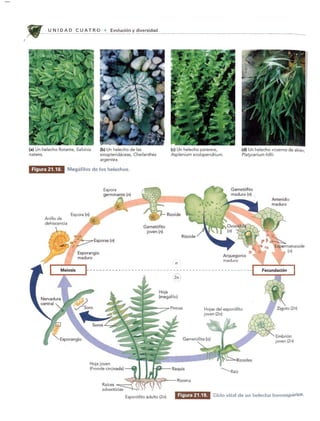 U N I DAD C U AT R 0 • Evoluci6n diversidad
(a) Un helecho flotante, Sa/vinia
natans.
(b) Un helecho de las
sinopteridaceas, Chei/anthes
argentea.
(e) Un helecho perenne,
Asplenium sco/opendrium.
Figura 21.18. Megatilos de los helechos.
Anillo de
dehiscencia
Espora
Gamet6fito
joven (n)
Hoja
(megafilo)
1-ii!iiJ---Raquis
Rizoma
(d) Un helecho «cuerno de aice»
Platycerium hillii. '
Embri6n
joven (2n)
Espor6fito adulto (2n) Figura 21.19. Cicio vital de un helecho homosporico.
 