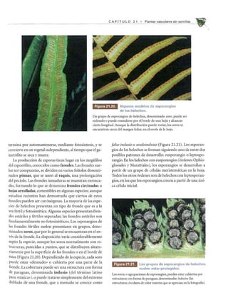CAP fT U L 0 2 1 • Plantas vasculares sin semillas
Figura 21.20. Algunos modelos de esporangios
de los helechos.
Un grupo de esporangios de helechos, denominado soro, puede ser
redondo 0 puede extenderse por el borde de una hoja y alcanzar
cierta longitud. Aunque la distribuci6n puede variar, los soros se
encuentran cerca del margen foliar, en el enves de la hoja.
termina por automantenerse, mediante fotosintesis, y se
convierte en un vegetal independiente, al tiempo que el ga-
met6fito se seca y muere.
La producci6n de esporas tiene lugar en los megafilos
del espor6fito, conocidos como frondes. Las frondes sue-
len ser compuestas, se dividen en varios fo11olos denomi-
nados pinnas, que se unen al raquis, una prolongaci6n
del peciolo. Las frondes inmaduras se muestran enrosca-
das, formando 10 que se denomina frondes circinadas u
hojas arrolladas, comestibles en algunas especies; aunque
estudios recientes han demostrado que ciertos de estos
frondes pueden ser carcin6genas. La mayoria de las espe-
cies de helechos presentan un tipo de fronde que es a la
vez fertil y fotosintetica. Algunas especies presentan fron-
des esteriles y fertiles separadas; las frondes esteriles son
fundamentalmente no fotosinteticos. Los esporangios de
las frondes fertiles suelen presentarse en grupos, deno-
minados soros, que por 10 general se encuentran en el en-
yes de la fronde. La disposici6n varia considerablemente
segun la especie, aunque los soros normalmente son es-
tructuras, parecidas a puntos, que se distribuyen aleato-
riamente por la superficie de las frondes 0 en el borde de
estas (Figura 21.20). Dependiendo de la especie, cada soro
puede estar «desnudo» 0 cubierto por una parte de la
fronde. La cobertura puede ser una estructura con forma
de paraguas, denominada indusio (del termino latino
para «tunica»), 0 puede tratarse simplemente del extremo
doblado de una fronde, que a menudo se conoce como
falso indusio 0 seudoindusio (Figura 21.21). Los esporan-
gios de los helechos se forman siguiendo uno de entre dos
posibles patrones de desarrollo: eusporangio 0 leptospo-
rangio. En los helechos con eusporangios (6rdenes Ophio-
glossales y Marattiales), los esporangios se desarrollan a
partir de un grupo de celulas meristematicas en la hoja.
Todos los otros 6rdenes son de helechos con leptosporan-
gios, en los que los esporangios crecen a partir de una uni-
ca celula inicial.
Figura 21.21. Los grupos de esporangios de helechos
suelen estar protegidos.
Los soros, 0 agrupaciones de esporangios, pueden estar cubiertos por
estructuras con forma de paraguas, denominadas indusios (las
estructuras circulares de color marr6n que se aprecian en la fotografia).
 