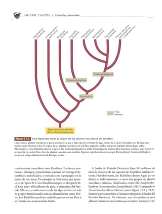 U N I DAD C U AT R 0 • Evoluci6n y diversidad
Algas verdes ancestrales
de la clase Charophyceae
Filos
extintos
millE';" Una hipotesis sobre el origen de las plantas vasculares sin semillas.
Las primeras plantas vasculares se parecian mucho a una 0 mas especies extintas de algas verdes de la clase Charophyceae. El diagrama
muestra una hip6tesis sobre el origen de las plantas vasculares sin semillas, segun la cuallos primeros vegetales dieron lugar al filo
Rhyniophyta, y los Rini6fitos dieron origen al filo Zosterophyllophyta y al filo Trimerophyta. Ambos filos estan hoy extintos, pero fueron el
germen de los cuatro filos vivos de plantas vasculares sin semillas. Algunos paleobotanicos creen que Rhyniophyta y Zosterophyllophyta
surgieron independientemente de las algas verdes.
comunmente conocidos como Rini6fitos. Crecian en pan-
tanos 0 cienagas y presentaban sistemas del vastago foto-
sinteticos, ramificados, a menudo con esporangios en la
punta de las ramas. Un ejemplo es Cooksonia, que apare-
ce en la Figura 21.3. Los Rini6fitos surgen en el registro f6-
sil hace unos 430 millones de afios, a principios del Peri-
odo Silurico, y evolucionaron de las algas verdes a traves
de grupos transicionales aun no descubiertos como f6si-
les. Los Rini6fitos podrian reclasificarse en varios filos si
se contara con mas pruebas f6siles.
A finales del Periodo Dev6nico, hace 363 millones de
afios, la mayoria de las especies de Rini6fitos estaban ex-
tintas. Probablemente, los Rini6fitos dieron lugar, ya sea
directa 0 indirectamente, a otros dos grupos de plantas
vasculares extintos, clasificados como filo Zosterophy-
llophyta (denominados Zoster6fitos) y fIlo Trimerophyta
(denominados Trimer6fitos) (vease Figura 21.2 y 21.3).
Sendos grupos tambien se habian extinguido a finales del
Periodo Dev6nico. No obstante, sus descendientes eran
plantas vasculares sin semillas que reinaron durante el res-
 