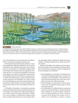 CAP fT U L 0 2 1 • Plantas vasculares sin semillas
WillEd" Paisaje devonico.
Acomienzos del Periodo Devonico (hace 409-363 millones de alios), una serie de especies vegetales pertenecientes a tres filos diferentes,
Rhyniophyta, Zosterophyllophyta y Trimerophyta, habian colonizado los entornos cenagosos. Los ambientes mas secos, lejanos al agua,
estaban privados de vida. A finales del Periodo Devonico, la mayoria de las especies de estas plantas de cenagales se habian extinguido. No
sabemos si tuvo lugar una sola vez la transicion de las algas verdes a las plantas 0 si se produjo en mas de una ocasion.
to de la Era Paleozoica, la cual termin6 hace 246 millones
de afios. Sus parientes mas lejanos todavia viven.
Como mencionamos anteriormente, la Figura 21.2 pre-
senta una hip6tesis. Algunos paleobotanicos creen que los
Trimer6fitos, cuyos miembros presentan nuevas caracte-
risticas no encontradas en los Rini6fitos, podrian haber
evolucionado directamente a partir de vegetales de tran-
sici6n previos, y no a partir de los Rini6fitos. Del mismo
modo, algunos creen que los Zoster6fitos evolucionaron
independientemente de los Rini6fitos, ya sea directamen-
te a partir de las algas verdes 0 a partir de plantas transi-
cionales anteriores a los Rini6fitos. Con todo, la mayor
parte de paleobotanicos coinciden en que las plantas evo-
lucionaron en ultima instancia a partir de las algas verdes.
EI desacuerdo surge en torno a los detalles de la ruta evo-
lutiva.
Los Rini6fitos, Zoster6fitos y Trimer6fitos presentaban
sistemas del vastago fotosinteticos ramificados sin rakes ni
hOjas (Figura 21.4). Ademas de los tallos superficiales, po-
seian rizomas (tallos horizontales subterraneos). Habita-
ban en areas cenagosas y probablemente surgieran de las
algas que podian sobrevivir dentro 0 fuera del agua dulce.
Sus esporangios estaban rodeados de celulas protectoras
esteriles y constaban simplemente de celulas que produ-
dan esporas.
Aunque los Rini6fitos eran similares de manera gene-
ral en la estructura, con una ramificaci6n dic6toma del ta-
llo, a los Zoster6fitos, su sistema vascular y la disposici6n
de sus esporangios eran diferentes:
• En los Rini6fitos, los esporangios se localizaban en el
extremo de los tallos principales, que en ocasiones se
acortaban; en los Zoster6fitos, se encontraban en el
extremo de ramas laterales muy cortas, que se agru-
paban en 10 alto de los tallos principales.
• En los Rini6fitos, los esporangios se abrian lateral-
mente; en los Zoster6fitos, los esporangios se abrian
por la parte superior.
• En los Rini6fitos, las celulas xilematicas maduraban
primero en el centro del tallo y a continuaci6n hacia
fuera, alrededor de la periferia del haz xilematico.
Este es el modelo seguido por cada haz vascular en
la mayoria de las plantas vivas, excepto en los Li-
c6fitos. En los Zoster6fitos y Lic6fitos, el xilema

 