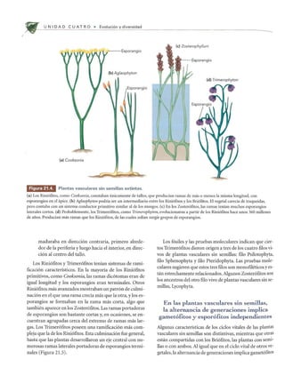 U N I DAD C U AT R 0 • Evoluci6n y diversidad
(e) Zosterophyllum
(d) Trimerophyton
(a) Cooksonia
WII'E',C' Plantas vasculares sin semillas extintas.
(a) Los Rini6fitos, como Cooksonia, constaban unicamente de tallos, que producian ramas de mas 0 menos la misma longitud, con
esporangios en el apice. (b) Aglaophyton podria ser un intermediario entre los Rini6fitos y los Bri6fitos. EIvegetal carecia de traqueidas,
pero contaba con un sistema conductor primitivo similar al de los musgos. (c) En los Zoster6fitos, las ramas tenian muchos esporangios
laterales cortos. (d) Probablemente, los Trimer6fitos, como Trimerophyton, evolucionaron a partir de los Rini6fitos hace unos 360 millones
de alios. Producian mas ramas que los Rini6fitos, de las cuales soHan surgir grupos de esporangios.
maduraba en direcci6n contraria, primero alrede-
dar de la periferia y luego hacia el interior, en direc-
ci6n al centro del tallo.
Los Rini6fitos y Trimer6fitos tenian sistemas de rami-
ficaci6n caracteristicos. En la mayoria de los Rini6fitos
primitivos, como Cooksonia, las ramas dic6tomas eran de
igual longitud y los esporangios eran terminales. Otros
Rini6fitos mas avanzados mostraban un patr6n de culmi-
naci6n en el que una rama crecia mas que la otra, y los es-
porangios se formaban en la rama mas corta, algo que
tambien aparece en los Zoster6fitos. Las ramas portadoras
de esporangios son bastante cortas y, en ocasiones, se en-
cuentran agrupadas cerca del extremo de ramas mas lar-
gas. Los Trimer6fitos poseen una ramificaci6n mas com-
pleja que la de los Rini6fitos. Esta culminaci6n fue general,
hasta que las plantas desarroBaron un eje central con nu-
merosas ramas laterales portadoras de esporangios termi-
nales (Figura 21.5).
Los f6siles y las pruebas moleculares indican que cier-
tos Trimer6fitos dieron origen a tres de los cuatro fllos vi-
vos de plantas vascuIares sin semillas: filo Psilotophyta,
filo Sphenophyta y filo Pteridophyta. Las pruebas mole-
culares sugieren que estos tres filos son monofileticos yes-
tan estrechamente relacionados. Algunos Zoster6fitos son
los ancestros del otro fllo vivo de plantas vasculares sin se-
millas, Lycophyta.
En las plantas vasculares sin semillas,
la alternancia de generaciones implica
gamet6fitos y espor6fitos independientes
Algunas caracteristicas de los cidos vitales de las plantas
vasculares sin semillas son distintivas, mientras que otras
estan compartidas con los Bri6fitos, las plantas con semi-
Bas 0 con ambos. Al igual que en el cido vital de otros ve-
getales, la alternancia de generaciones implica gamet6fitos
 
