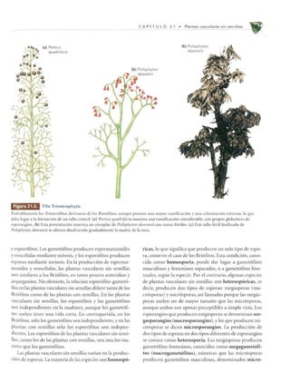 (al Pertica
quadrifaria
mlllEdf' Filo Trimerophyta.
CA P [ T U L 0 2 1 • Plantas vasculares sin sem illas
(bl PSilophyton
dawsonii
(b) Psilophyton
dawsonii
Probablemente los Trimer6fitos derivaron de los Rini6fitos, aunque posefan una mayor ramificaci6n y una culm inaci6n extrema, 10 que
daba lugar a la formaci6n de un tallo central. (a) Pertica quadl'ifaria muestra una ramificaci6n considerable, con grupos globulares de
esporangios. (b) Esta presentaci6n l11uestra un ejemplar de Psilophyton dawsonii con ramas fertiles. (e) Este tallo fertil fosilizado de
Psilophyton dawsonii se obtuvo disolviendo gradualmente la matriz de la raea.
yespor6fitos. Los gamet6fitos producen espermatozoides
yovocelulas mediante mitosis, ylos espor6fitos producen
esporas mediante meiosis. En la producci6n de esperma-
tozoides y ovocelulas, las plantas vasculares sin semillas
son similares a los Bri6fitos, en tanto poseen anteridios y
arquegonios. No obstante,la relaci6n espor6fito-gamet6-
fito en las plantas vasculares sin semillas difiere tanto de los
Bri6fitos como de las plantas con semillas. En las plantas
vasculares sin semillas, los espor6fitos y los gamet6fitos
son independientes en la madurez, aunque los gamet6fi-
los sLLelen tener una vida corla. En contrapartida, en los
Bri6fitos, s610 los gamet6fitos son independientes,y en las
plantas con semillas s610 los espor6fitos son indepen-
dientes. Los espor6fitos de las plantas vasculares sin semi-
lias, como los de las plantas con semillas, son mucho ma-
yores que los gamet6fitos.
Las plantas vasculares sin semillas varian en 1a produc-
cion de esporas. La mayoria de las especies son homospo-
ricas, 10 que significa que producen un solo tipo de espo-
ra, como en el caso de los Bri6fitos. Esta condici6n, cono-
cida como homosporia, puede dar lugar a gamet6fitos
masculinos y femeninos separados, 0 a gamet6fitos bise-
xuales, segun la especie. Por el contrario, algunas especies
de plantas vasculares sin semillas son heterosporicas, es
decir, producen dos tipos de esporas: megasporas (ma-
cr6sporas) y micr6sporas, as! llamadas porque las megas-
poras suelen ser de mayor tamafio que las micr6sporas,
aunque ambas son apenas perceptibles a simple vista. Los
esporangios que producen megasporas se denominan me-
gasporangios (macrosporangios), ylos que producen mi-
crosporas se dicen microsporangios. La producci6n de
dos tipos de esporas en dos tipos diferenles de esporangios
se conoce como heterosporia. Las megasporas producen
gamet6fitos femeninos, conocidos como megagametofi-
tos (macrogamet6fitos), mientras que las micr6sporas
producen gamet6fitos masculinos, denominados micro-
 