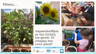 Ήλιους…
παρακολουθήσα
με την εξέλιξη
του φυτού. Το
σποράκι που
έγινε ήλιος!!
 