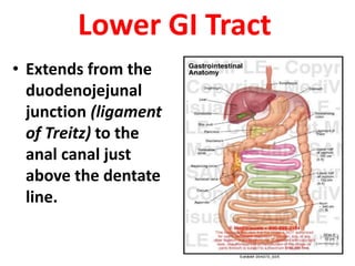 Lower GI Tract
• Extends from the
duodenojejunal
junction (ligament
of Treitz) to the
anal canal just
above the dentate
line.
 