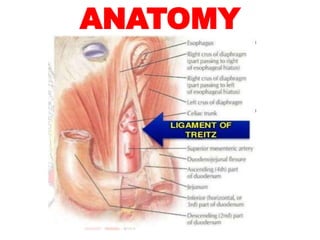 ANATOMY
 