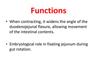 Functions
• When contracting, it widens the angle of the
duodenojejunal flexure, allowing movement
of the intestinal contents.
• Embryological role in fixating jejunum during
gut rotation.
 