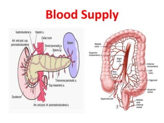 Blood Supply
 