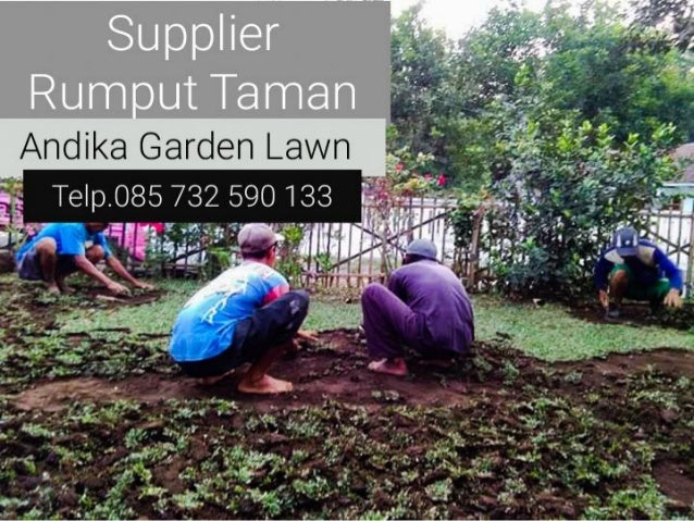 Harga Rumput Gajah Mini Sidoarjo WA 62 857 3259 0133 Harga Rumput Gajah Mini Sidoarjo WA 62 857 3259 0133