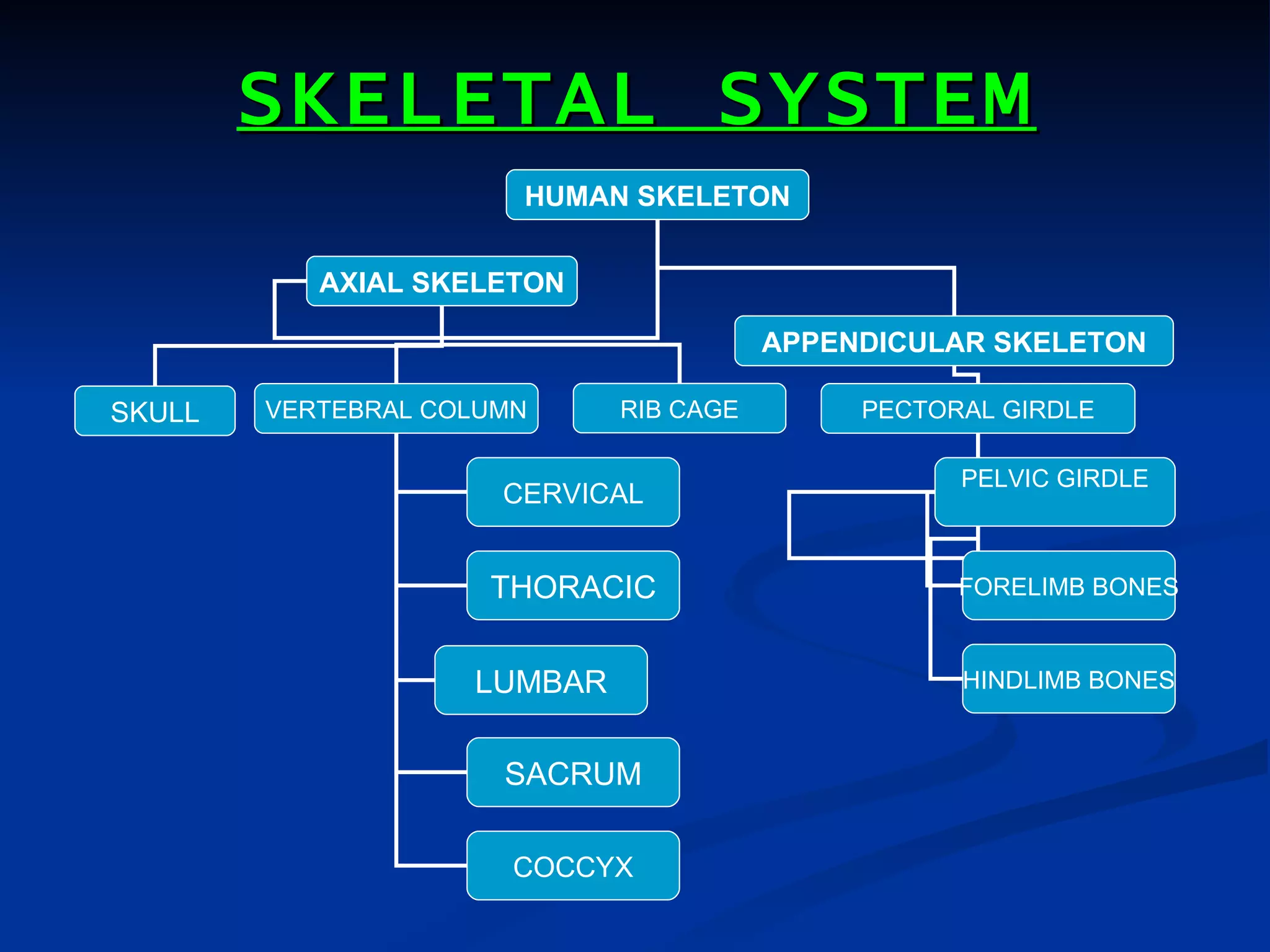 SKELETAL SYSTEM
                       HUMAN SKELETON


           AXIAL SKELETON

                                        APPENDICULAR SKELETON

SKULL   VERTEBRAL COLUMN     RIB CAGE        PECTORAL GIRDLE

                                                   PELVIC GIRDLE
                      CERVICAL


                     THORACIC                      FORELIMB BONES


                    LUMBAR                         HINDLIMB BONES


                      SACRUM

                       COCCYX
 