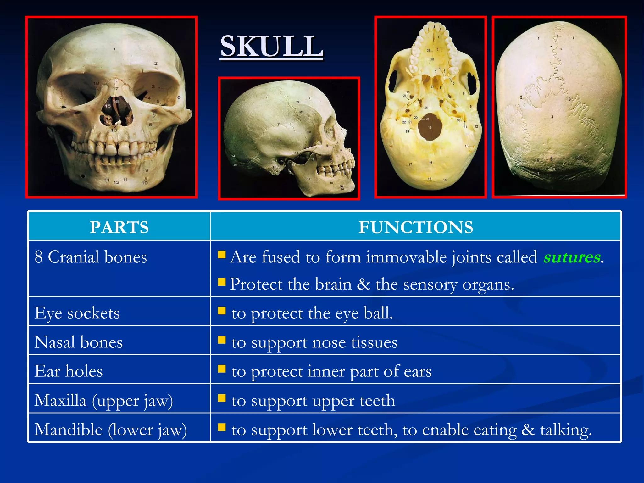 SKULL




       PARTS                                 FUNCTIONS
8 Cranial bones         Are fused to form immovable joints called sutures.
                        Protect the brain & the sensory organs.

Eye sockets               to protect the eye ball.
Nasal bones               to support nose tissues
Ear holes                 to protect inner part of ears
Maxilla (upper jaw)       to support upper teeth
Mandible (lower jaw)      to support lower teeth, to enable eating & talking.
 