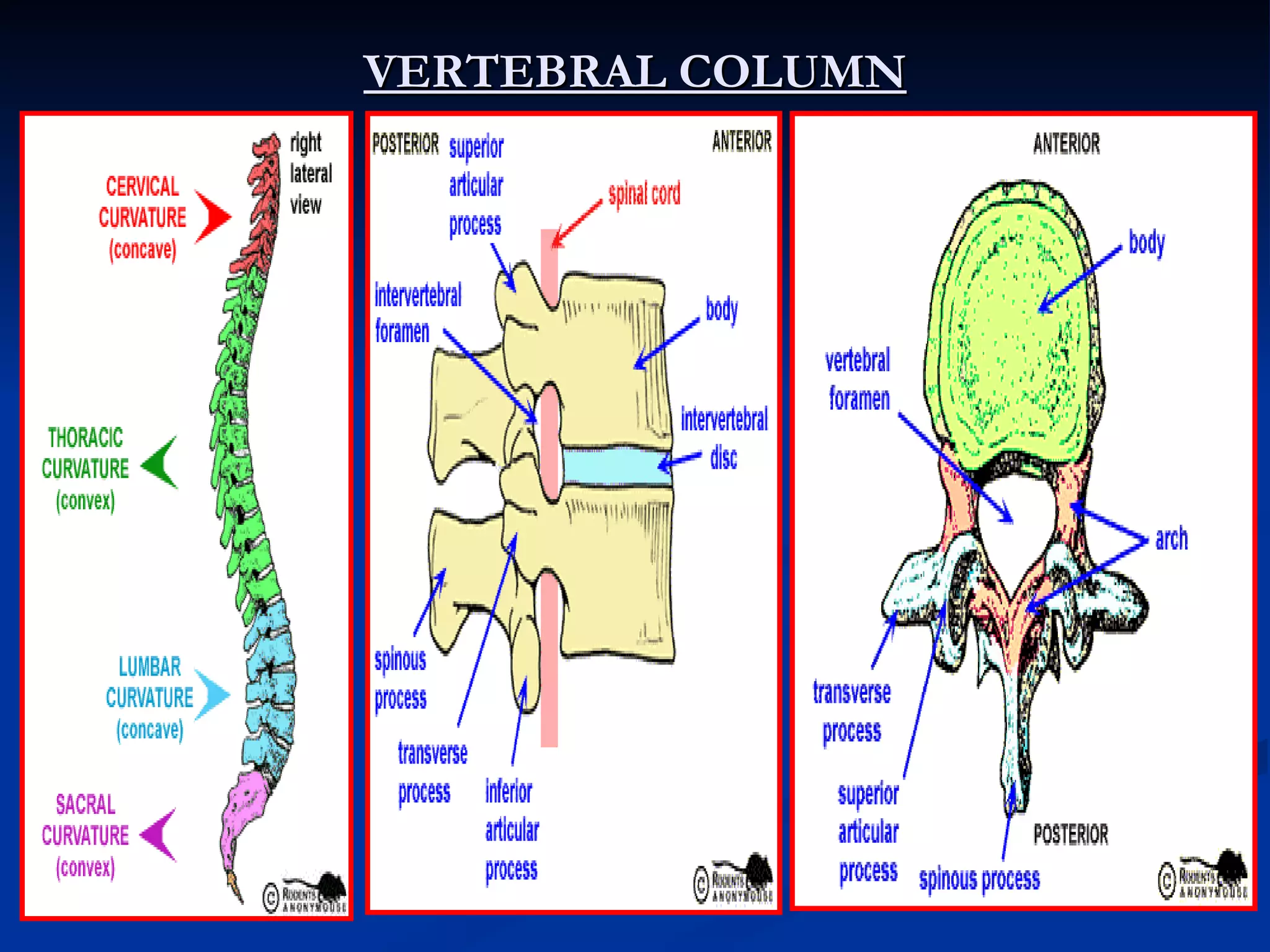 VERTEBRAL COLUMN
 