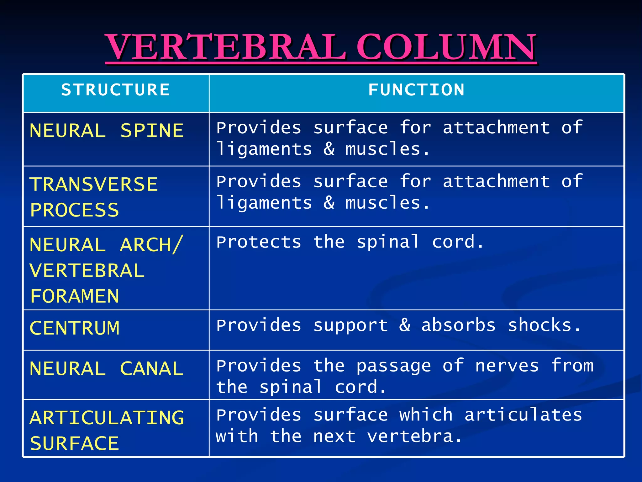 VERTEBRAL COLUMN
  STRUCTURE                  FUNCTION

NEURAL SPINE   Provides surface for attachment of
               ligaments & muscles.

TRANSVERSE     Provides surface for attachment of
PROCESS        ligaments & muscles.

NEURAL ARCH/   Protects the spinal cord.
VERTEBRAL
FORAMEN
CENTRUM        Provides support & absorbs shocks.

NEURAL CANAL   Provides the passage of nerves from
               the spinal cord.
ARTICULATING   Provides surface which articulates
SURFACE        with the next vertebra.
 