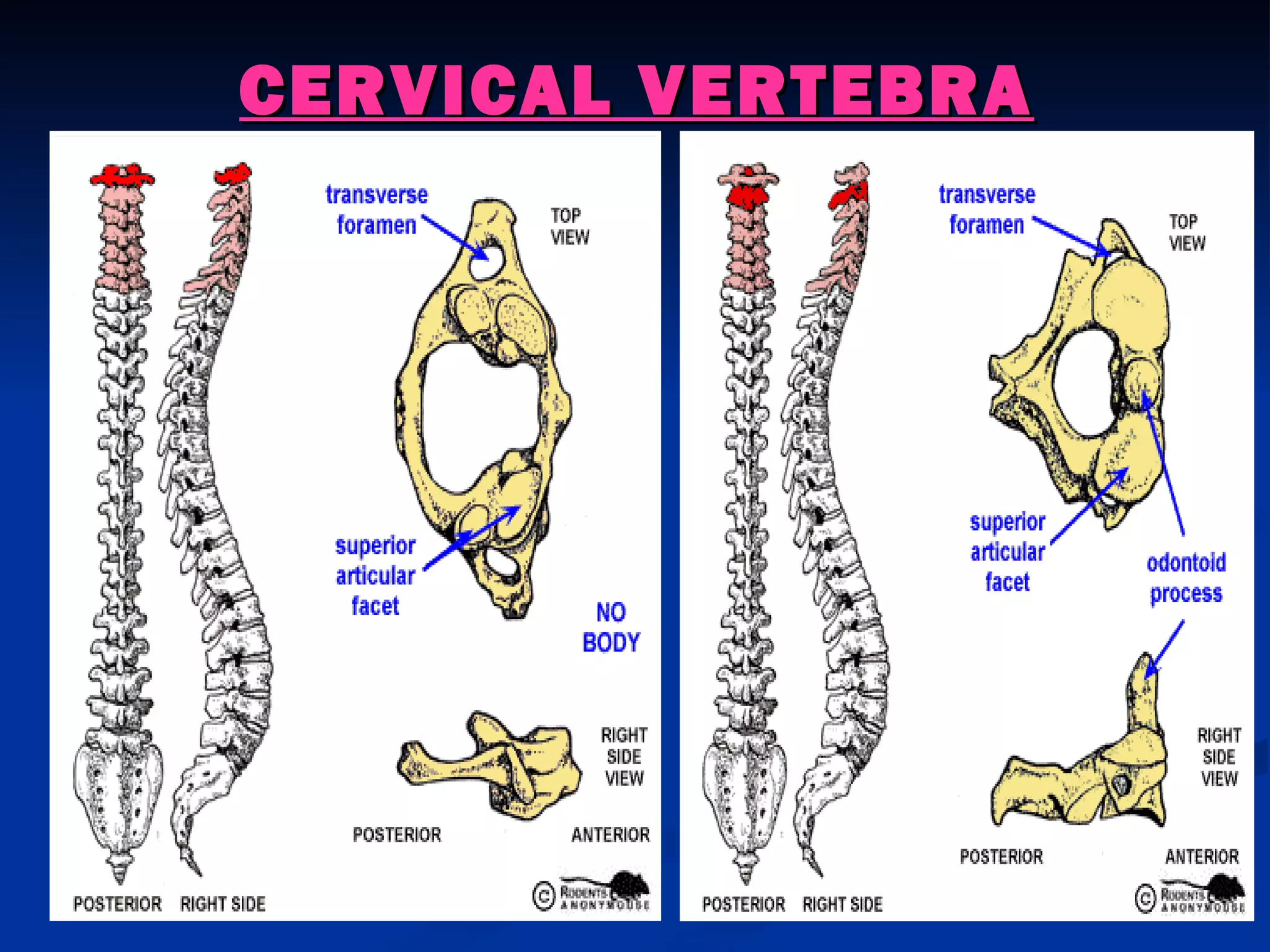 CERVICAL VERTEBRA
 
