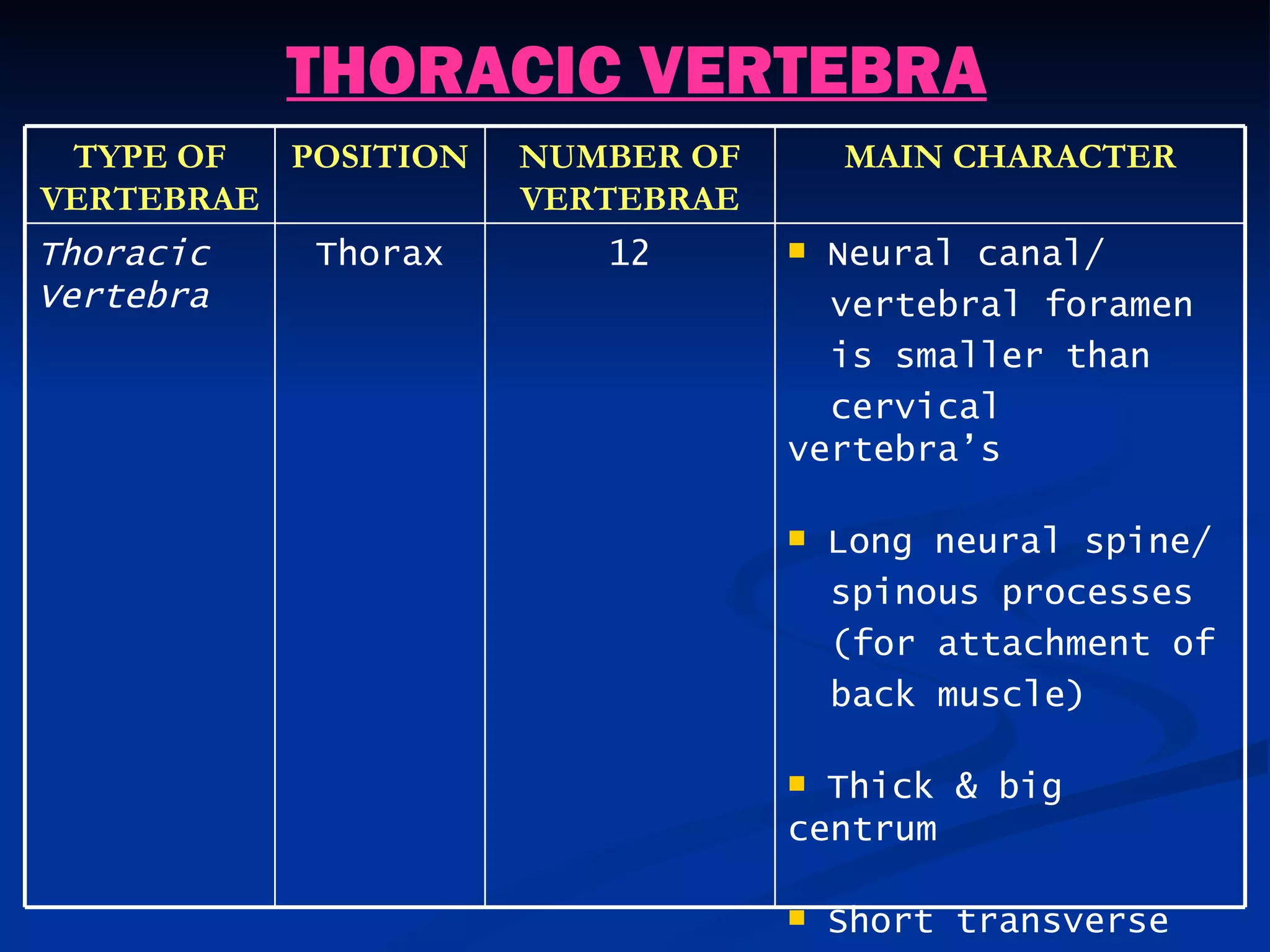 THORACIC VERTEBRA
 TYPE OF  POSITION   NUMBER OF       MAIN CHARACTER
VERTEBRAE            VERTEBRAE
Thoracic   Thorax       12        Neural canal/
Vertebra                           vertebral foramen
                                   is smaller than
                                   cervical
                                 vertebra’s

                                    Long neural spine/
                                     spinous processes
                                     (for attachment of
                                     back muscle)

                                  Thick & big
                                 centrum

                                    Short transverse
 