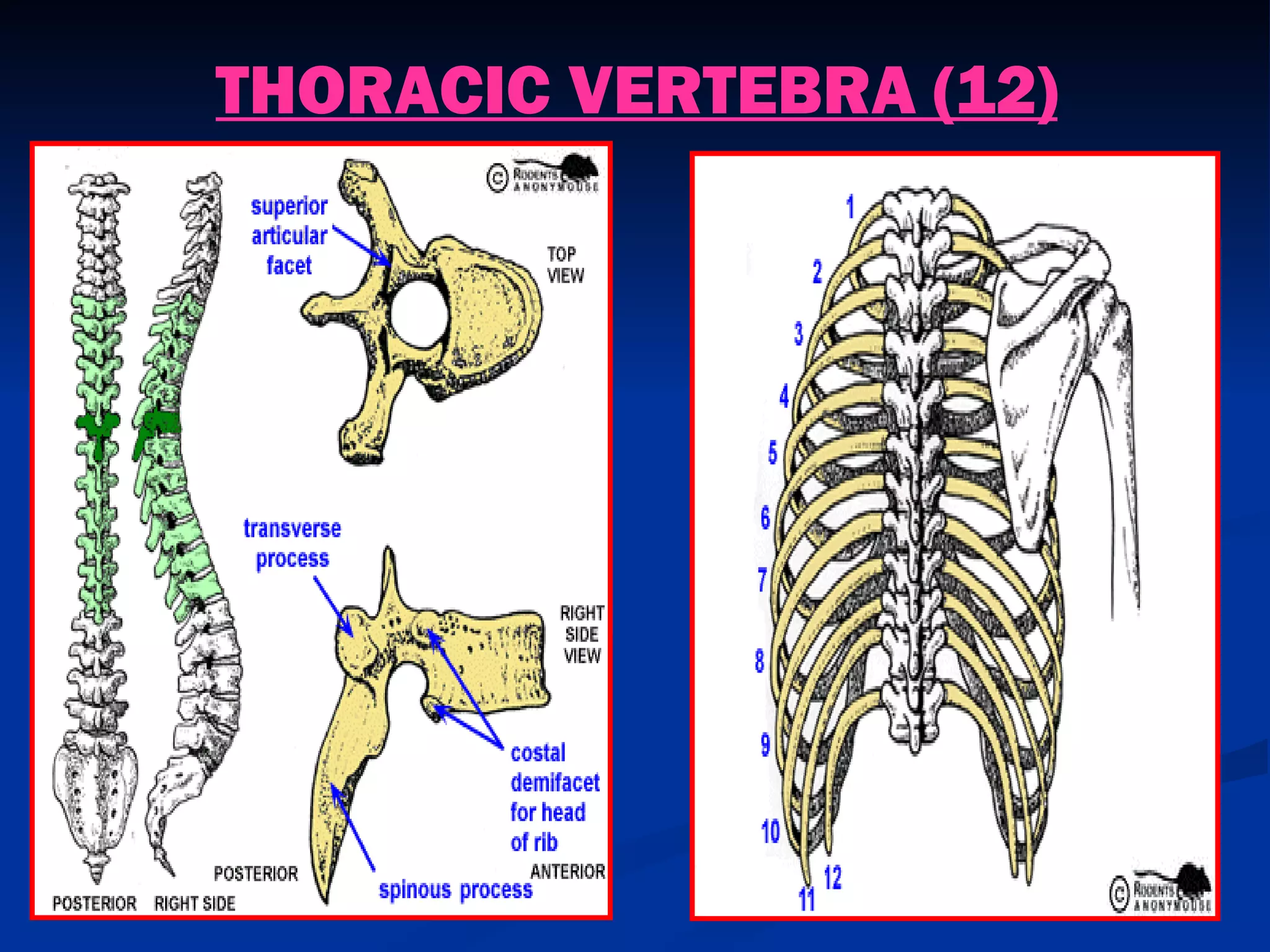 THORACIC VERTEBRA (12)
 