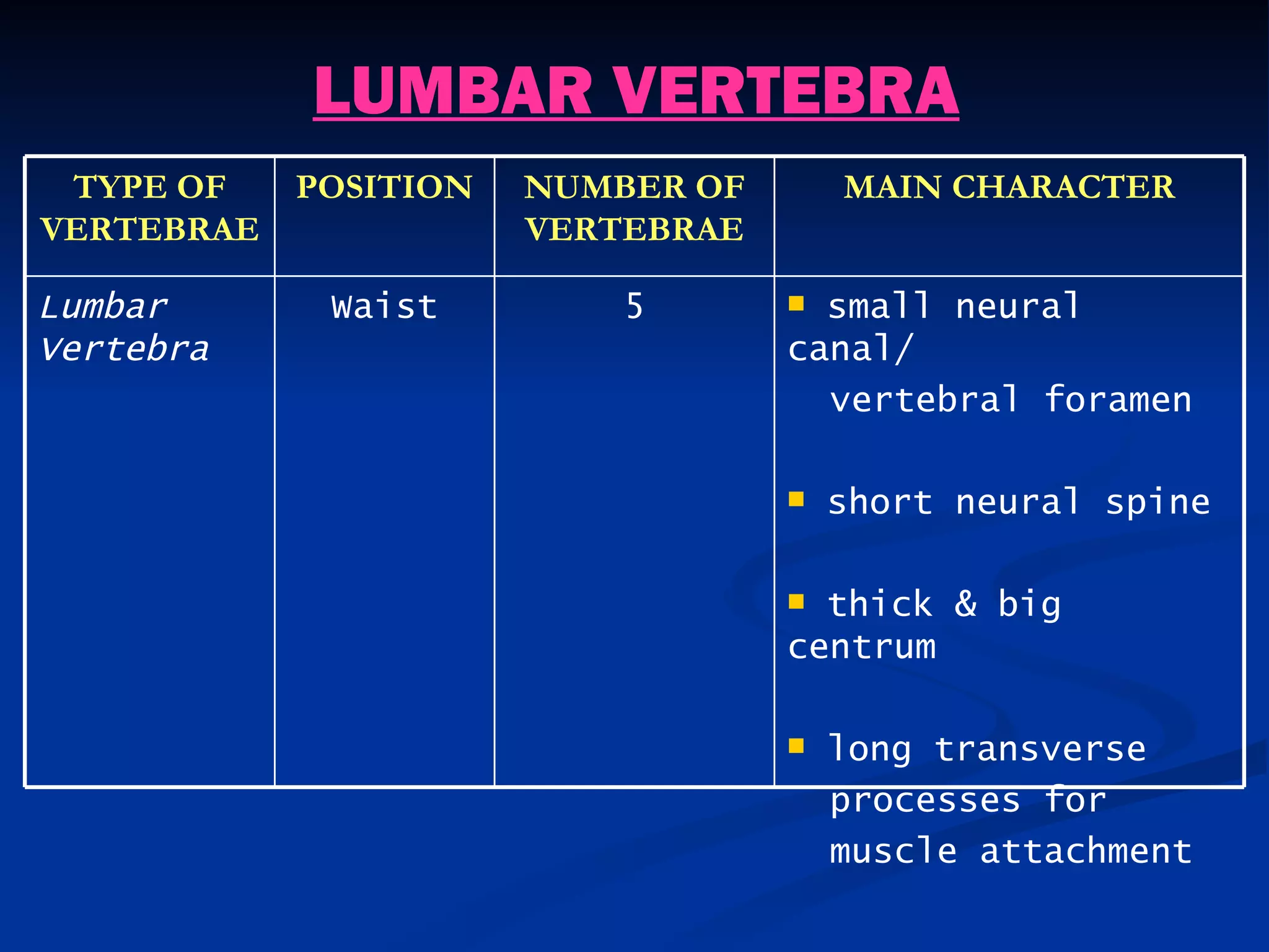 LUMBAR VERTEBRA
 TYPE OF    POSITION   NUMBER OF       MAIN CHARACTER
VERTEBRAE              VERTEBRAE

Lumbar       Waist         5        small neural
Vertebra                           canal/
                                     vertebral foramen

                                      short neural spine

                                    thick & big
                                   centrum

                                      long transverse
                                       processes for
                                       muscle attachment
 