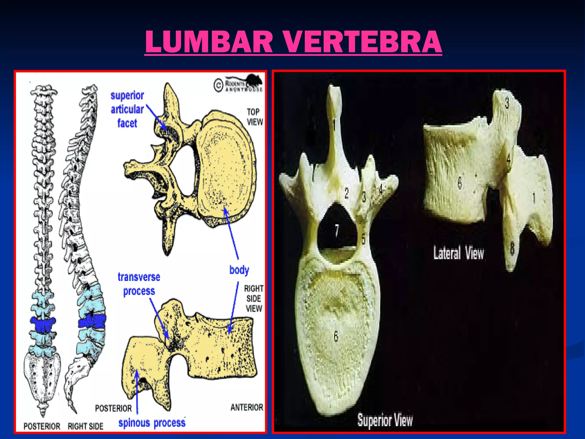 LUMBAR VERTEBRA
 