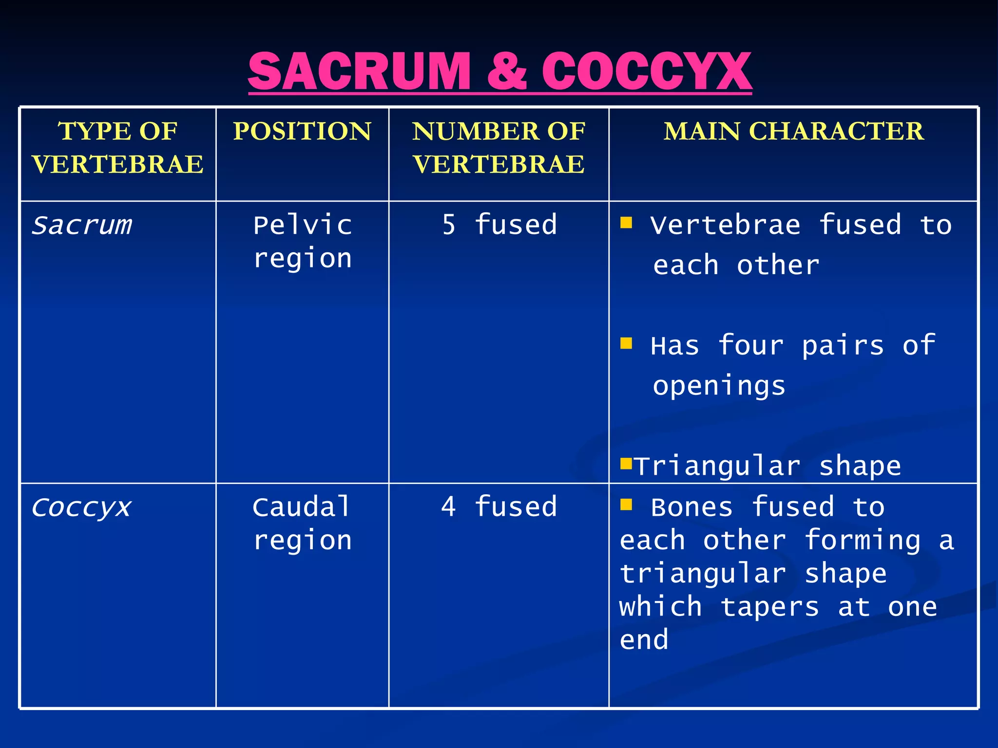 SACRUM & COCCYX
 TYPE OF    POSITION   NUMBER OF       MAIN CHARACTER
VERTEBRAE              VERTEBRAE

Sacrum       Pelvic     5 fused       Vertebrae fused to
             region                    each other

                                      Has four pairs of
                                       openings

                                   Triangular shape
Coccyx       Caudal     4 fused     Bones fused to
             region                each other forming a
                                   triangular shape
                                   which tapers at one
                                   end
 