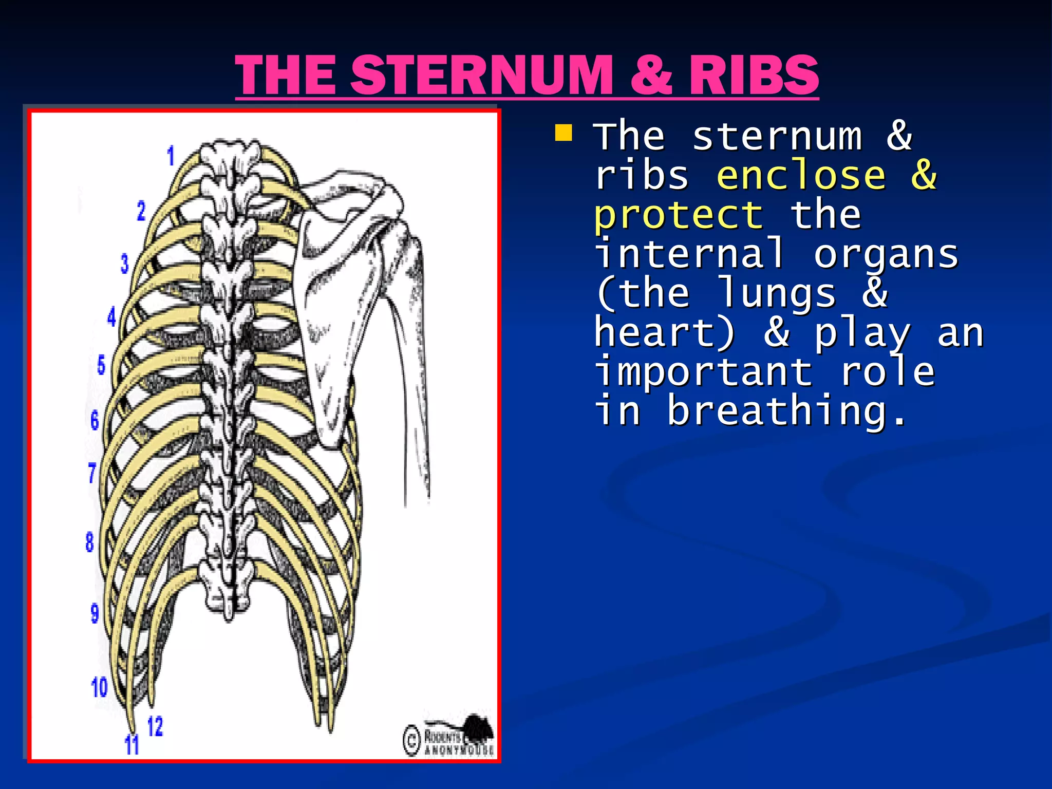 THE STERNUM & RIBS
            The sternum &
             ribs enclose &
             protect the
             internal organs
             (the lungs &
             heart) & play an
             important role
             in breathing.
 