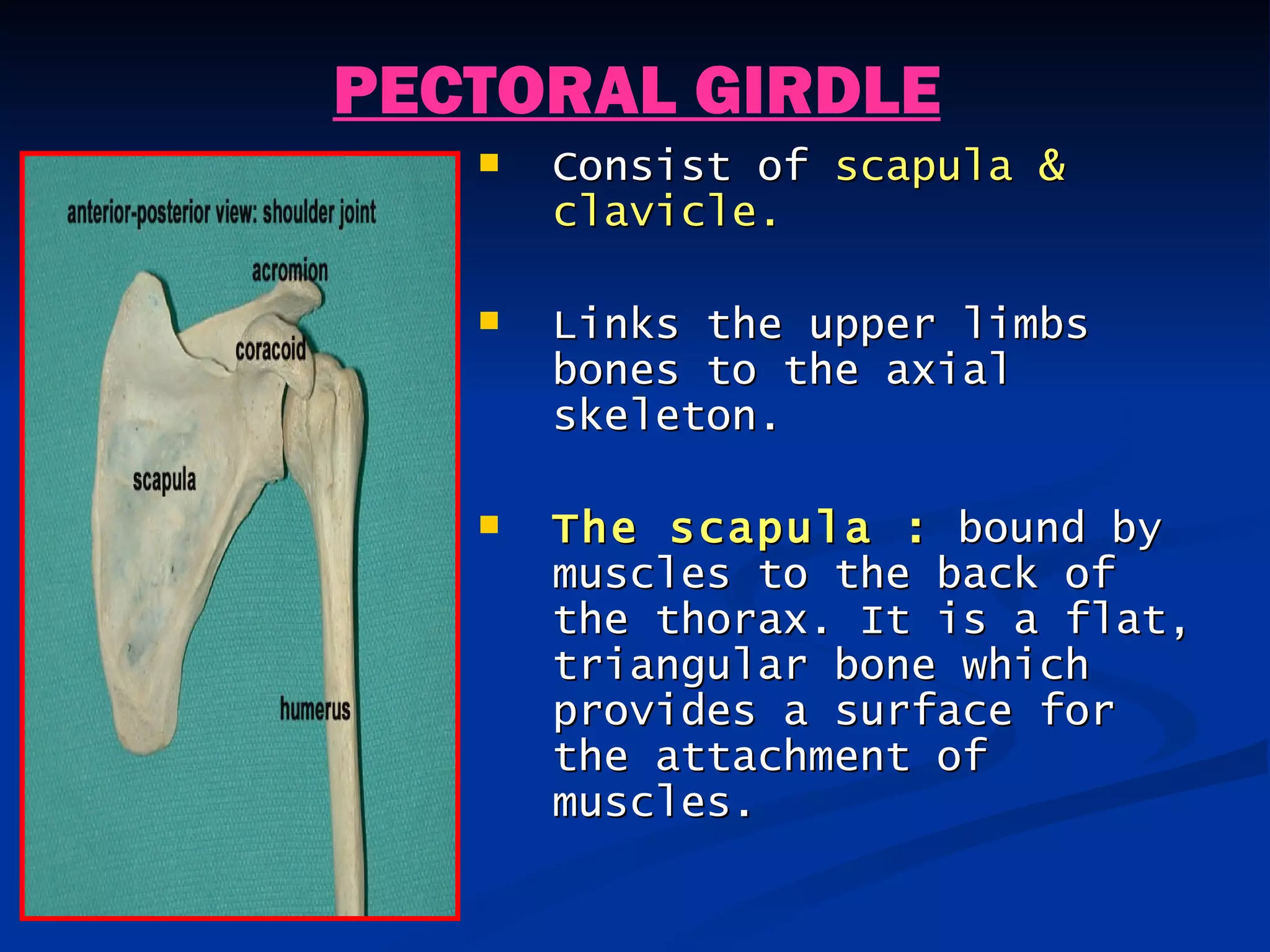 PECTORAL GIRDLE
      Consist of scapula &
       clavicle.

      Links the upper limbs
       bones to the axial
       skeleton.

      The scapula : bound by
       muscles to the back of
       the thorax. It is a flat,
       triangular bone which
       provides a surface for
       the attachment of
       muscles.
 
