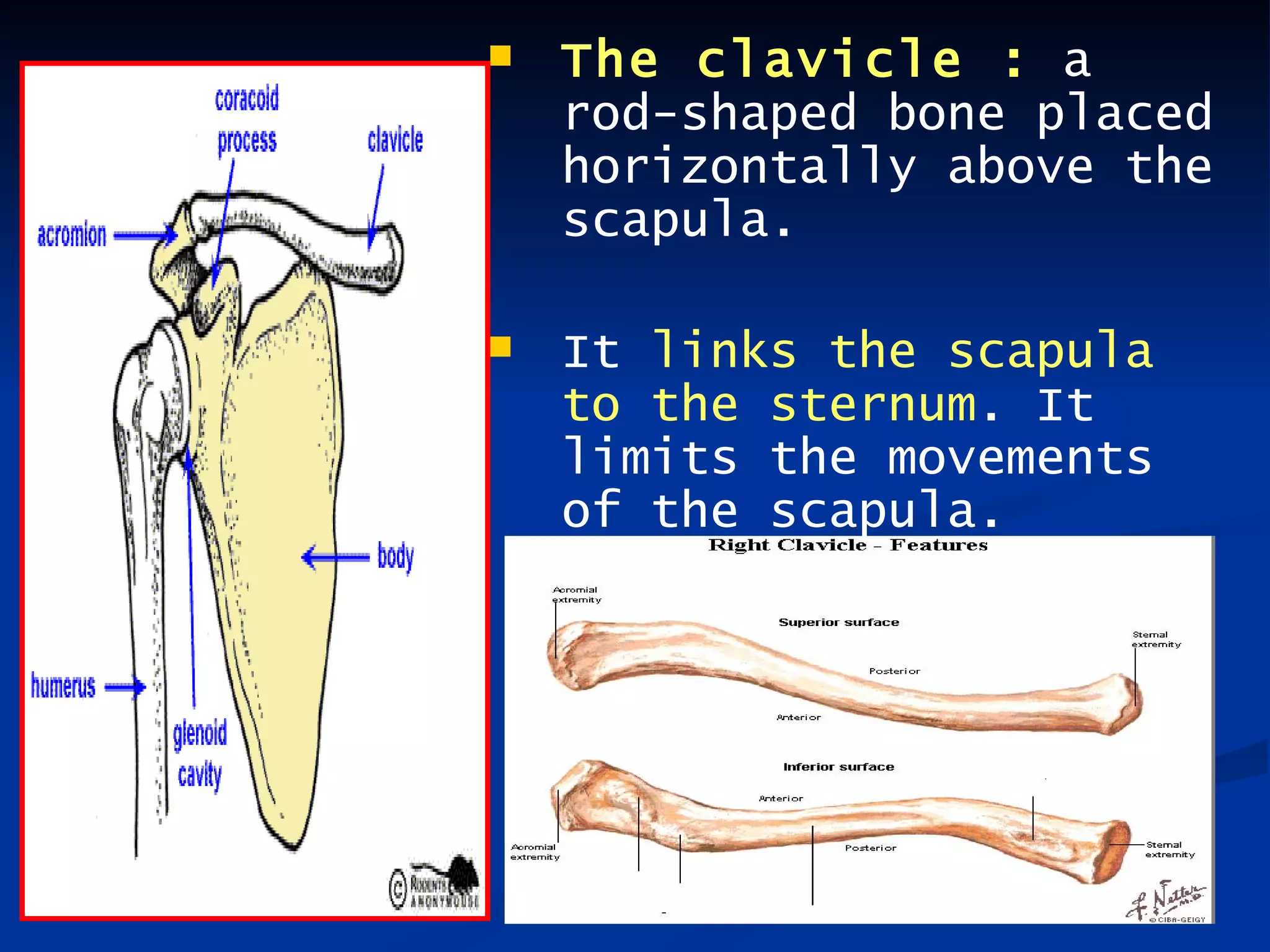    The clavicle : a
    rod-shaped bone placed
    horizontally above the
    scapula.

   It links the scapula
    to the sternum. It
    limits the movements
    of the scapula.
 