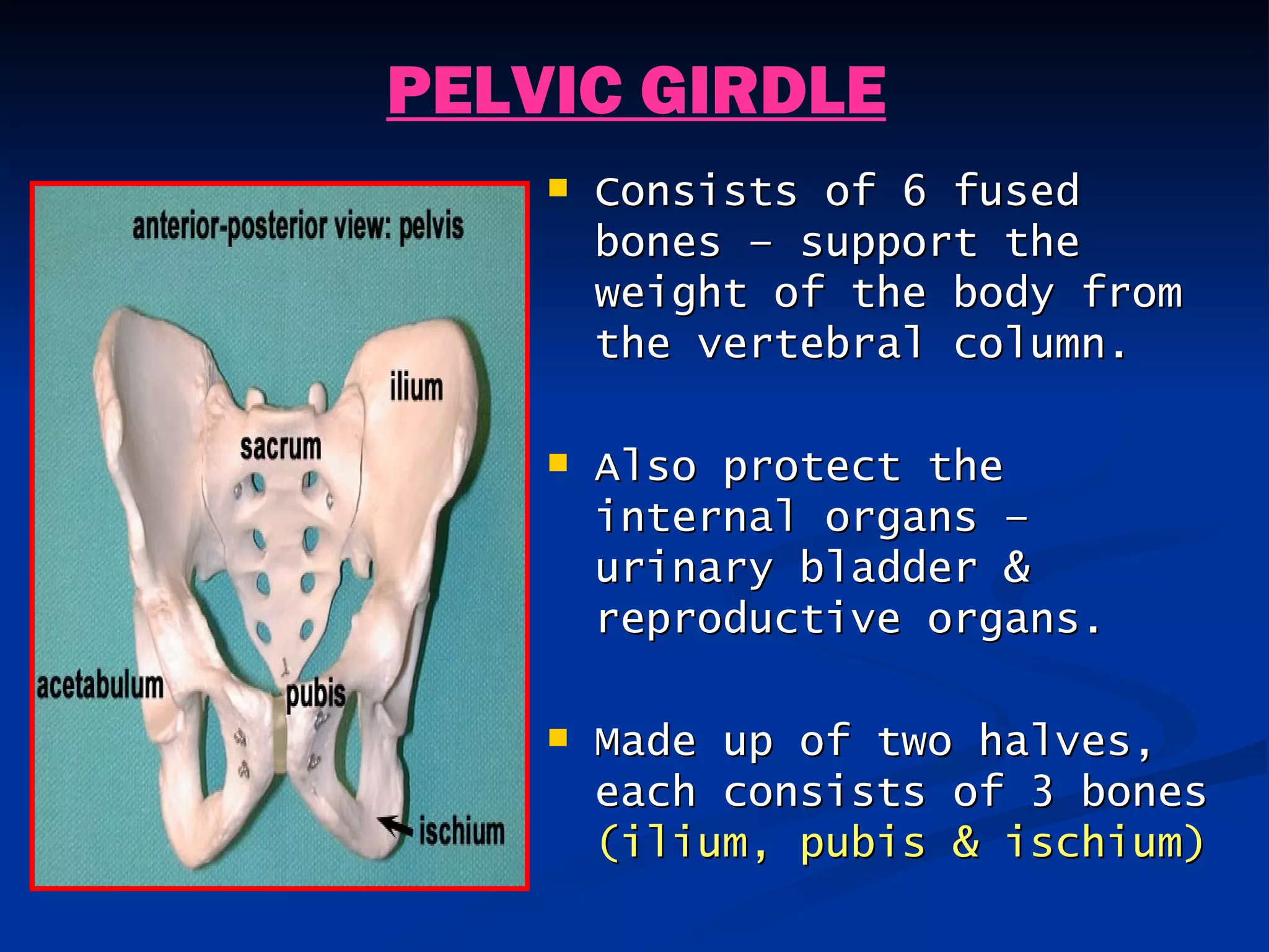 PELVIC GIRDLE
       Consists of 6 fused
        bones – support the
        weight of the body from
        the vertebral column.

       Also protect the
        internal organs –
        urinary bladder &
        reproductive organs.

       Made up of two halves,
        each consists of 3 bones
        (ilium, pubis & ischium)
 